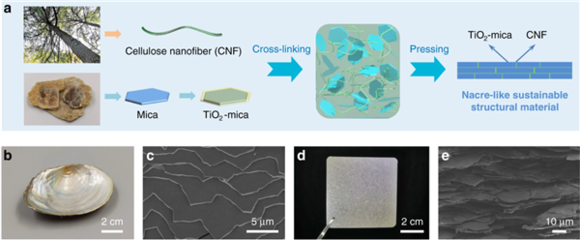 根治白色污染 中國科學(xué)家研制出可替代塑料的新材料